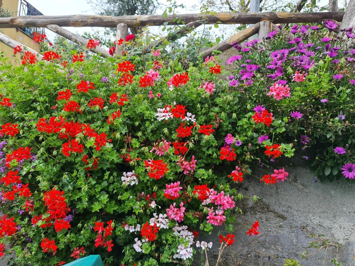 Casa Betania Da Peppe Villa Sorrento Buitenkant foto